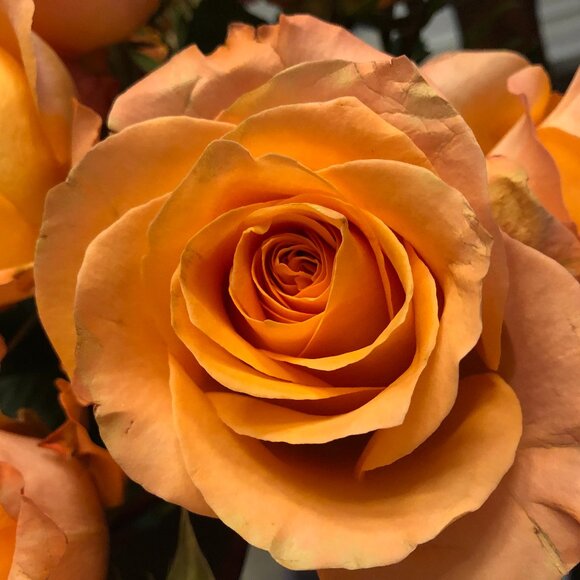 SALE! New Reductions Just Taken. Bundle and Make an Offer! - Picture 1 of 1